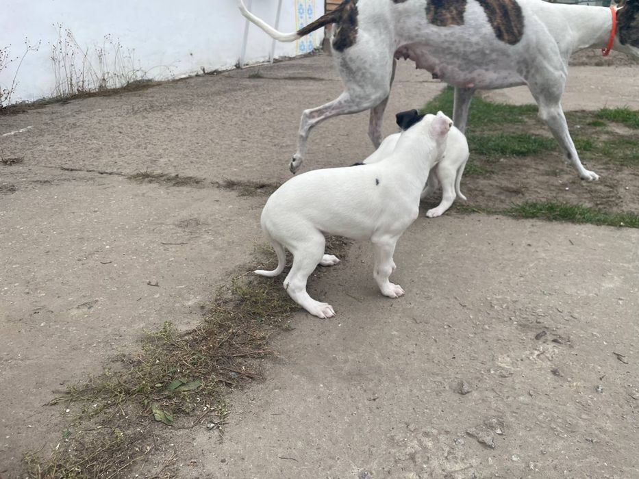 Цуценята грейхаунд