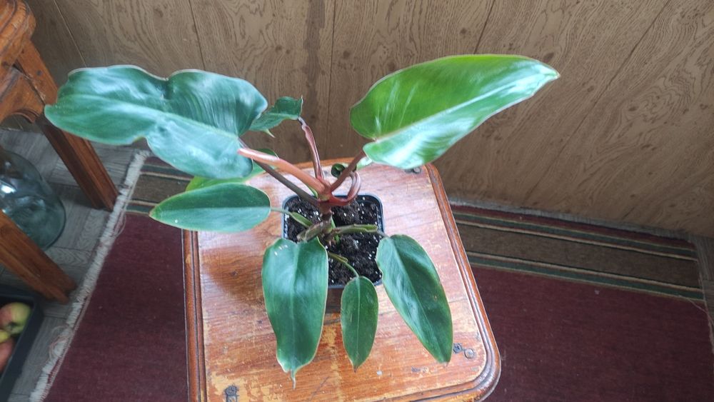 Филодендрон краснеющий