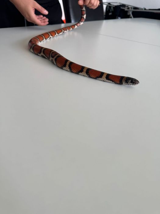 Lampropeltis wąż Lancetogłów mleczny 2022