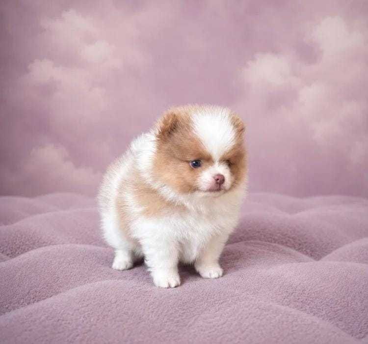 Linda cria fêmea de Lulu da Pomerânia