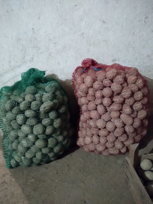 Ziemniaki  paszowe, drobne