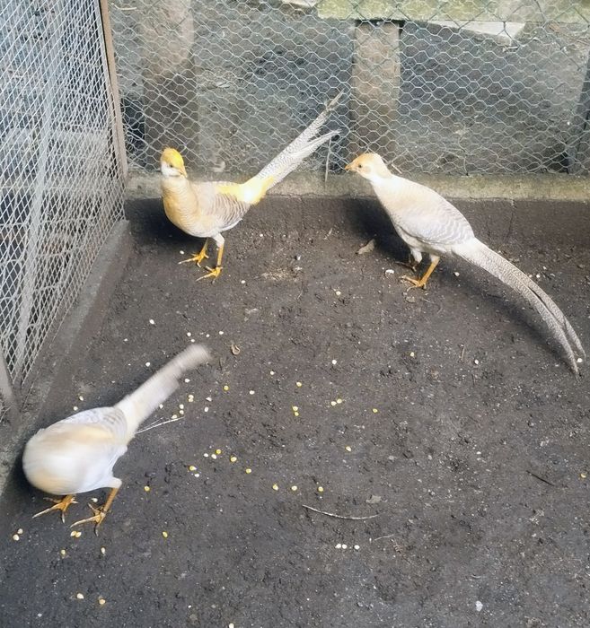 Disponíveis faisão Dourados, Leid,Gigi