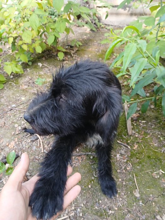 Пропоную вашій увазі неповторних песиків