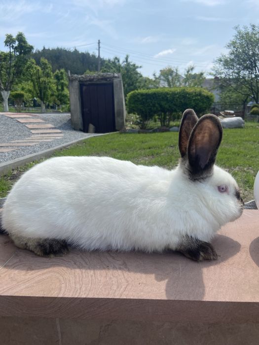 Покрита самка каліфорнія