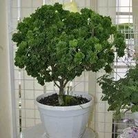 Кудрявая герань, лимонная (бонсай)