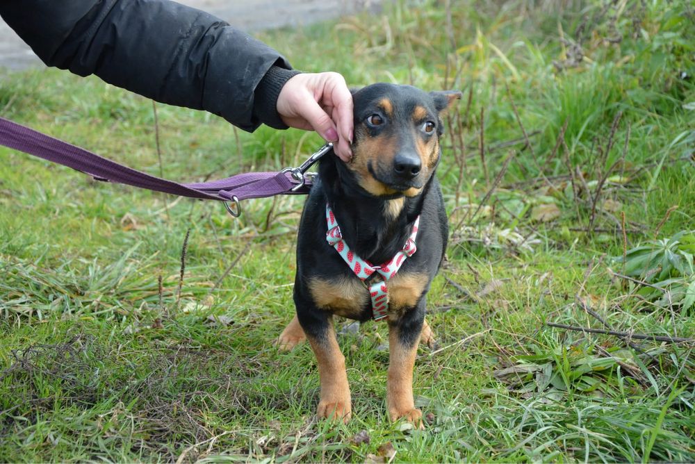 Suczka Żaba szuka domu! Adopcja