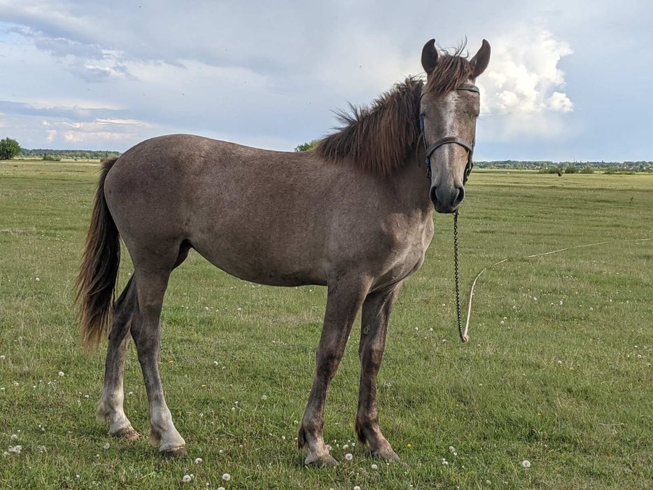 Продам Лоша 1 рік