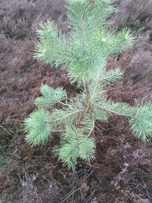Саджанці  берези смереки різного розміру дешево можна доставити д