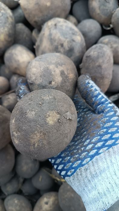 продам картоплю сорт Конект