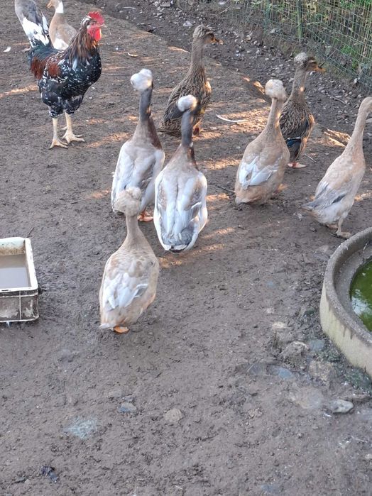 Gansos patos galinhas garnizas