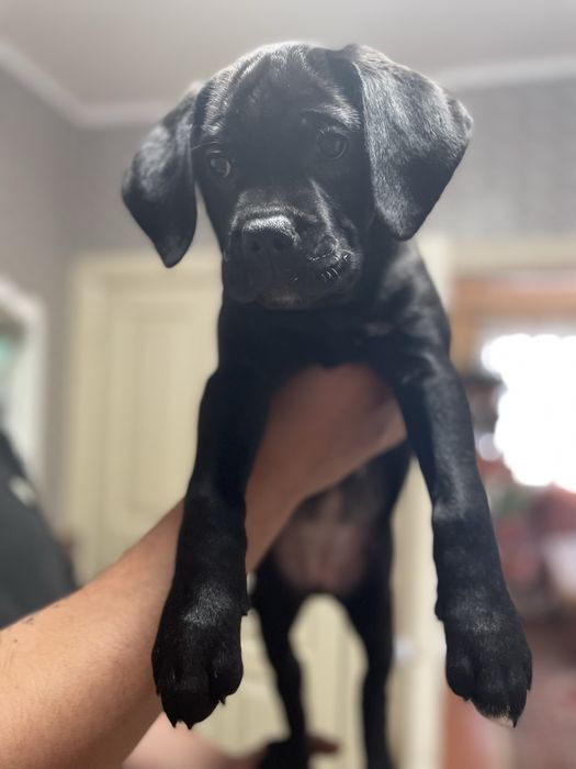 Цуценята Кане - Корсо 2 красуні