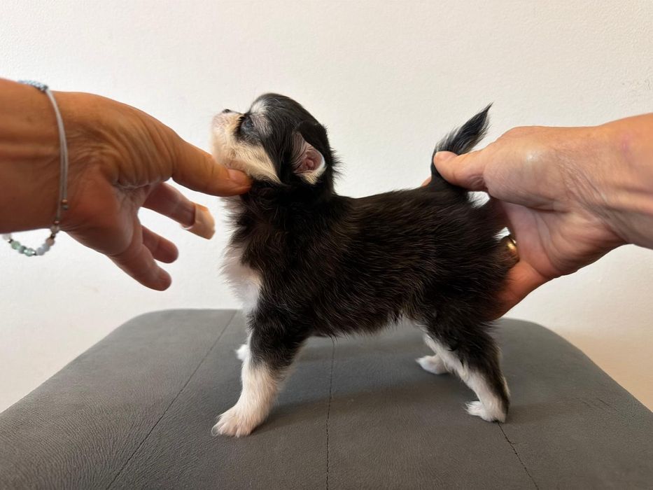 Chihuahua długowłosy FCI