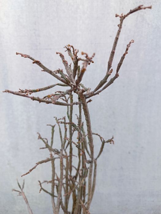 Euphorbia platyclada sukulent
