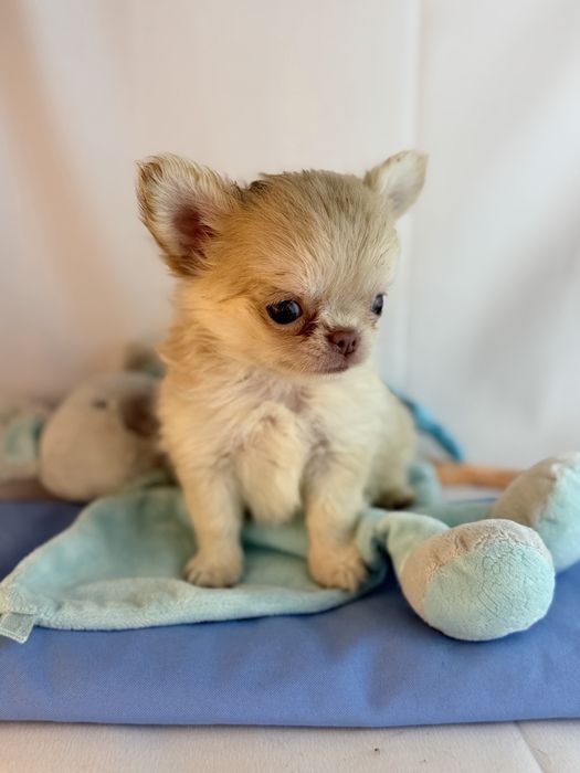 chihuahua macho creme pelo comprido