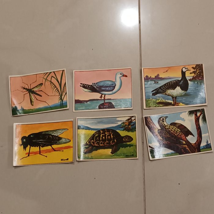 História natural cromos antigos