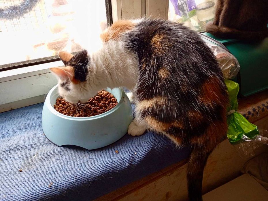 KRESKA trikolorka do adopcji, zdrowa, zaszczepiona, kastrowana