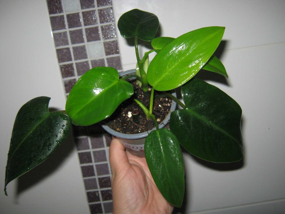 Филодендрон пинк принцесс марбл вайт принцесс империал ред детки от100