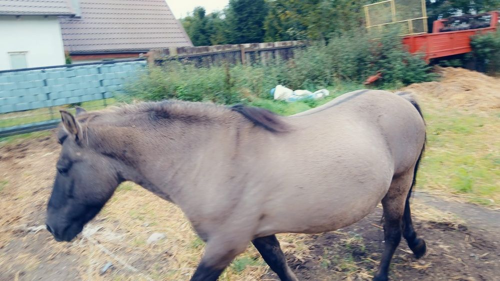 Konik polski ogier dopłatowy