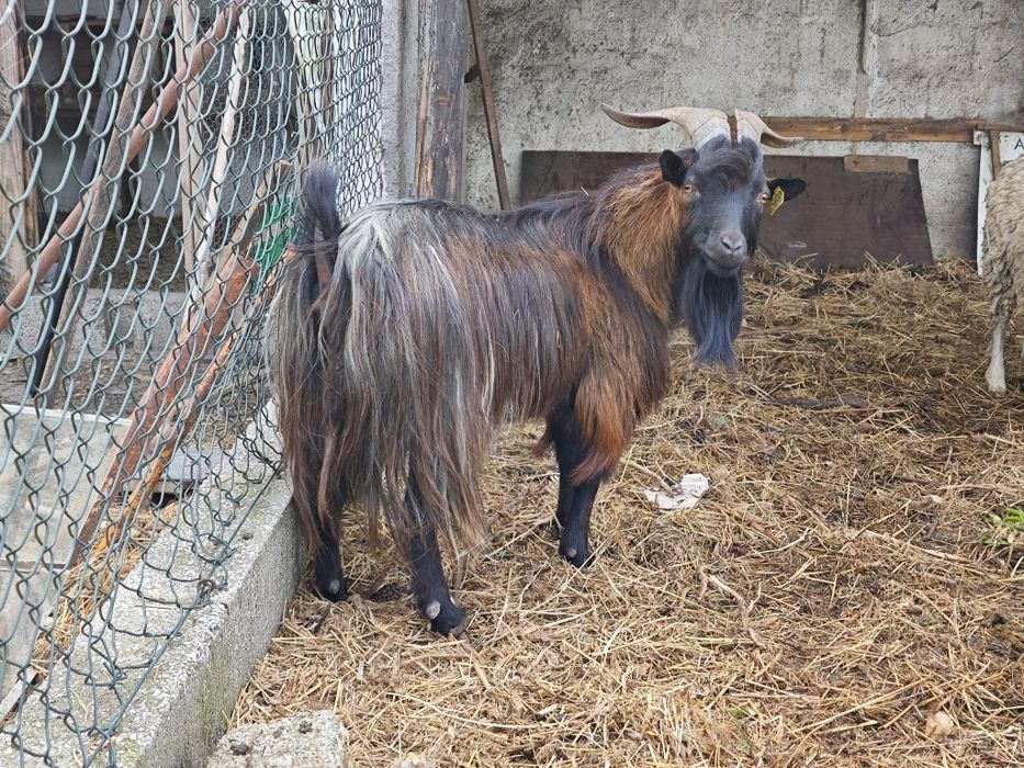 Ovelhas e cabras
