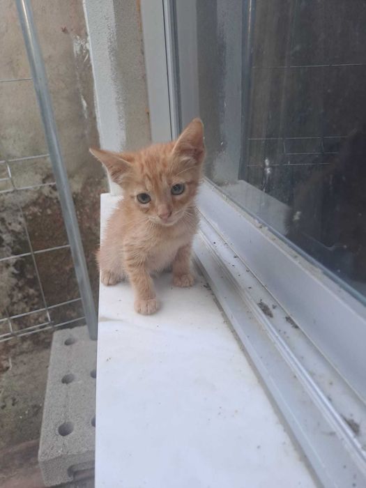 Gatinhos "raios de sol" bebés prontos para adoção