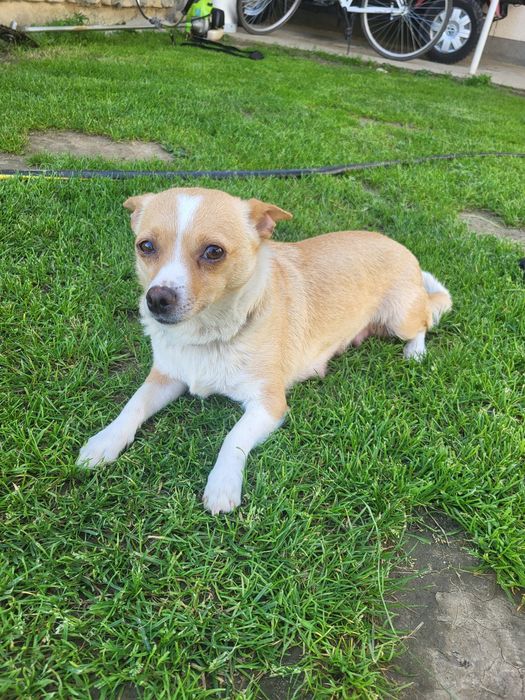 Собачки маленькі