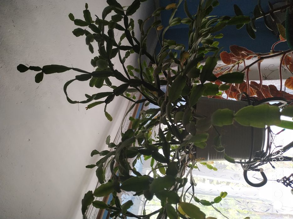 Продам вазони