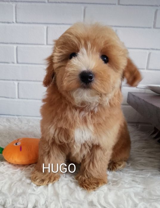 MALTIPOO MINI pieski!!! Maltańczyk &Pudel Toy