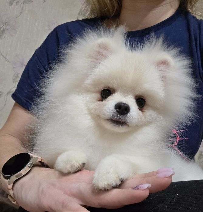 Справжні ведмедики.