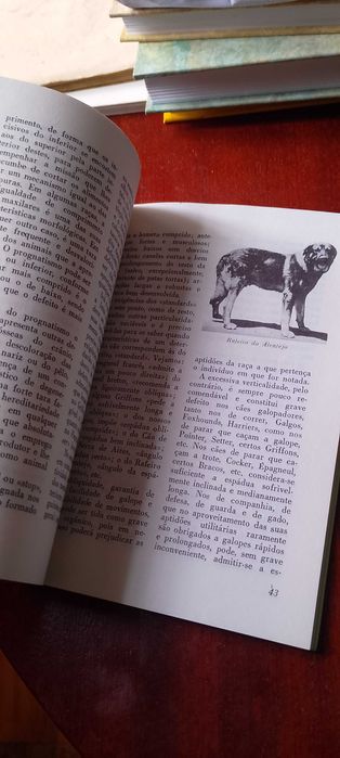 Criação de Cães - Manuel Castelo Branco