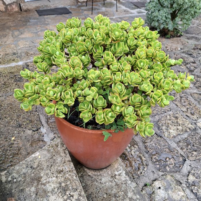 Planta Jade – Crassula ovata