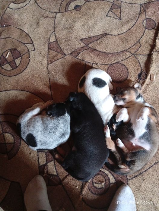 Отдамо щеняток в гарні руки