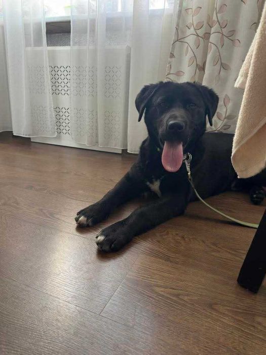 Собача безкоштовно