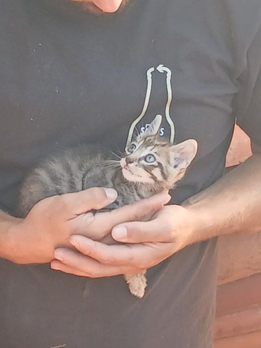 Gatinhos para adoção