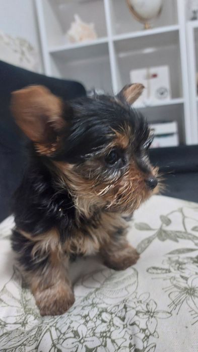 York szczeniak aktualne