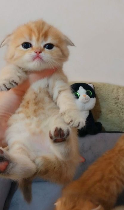 Милашка девочка Золотая шиншилла табби