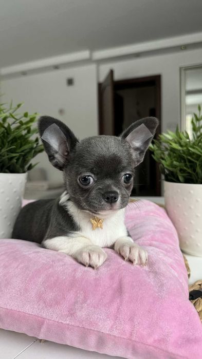 Chłopczyk Chihuahua Niebiesko-Biały z Rodowodem Milo