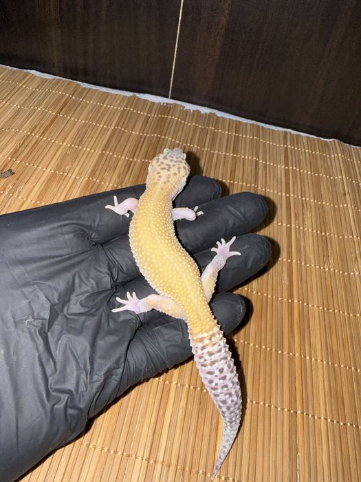 Młode gekony lamparcie