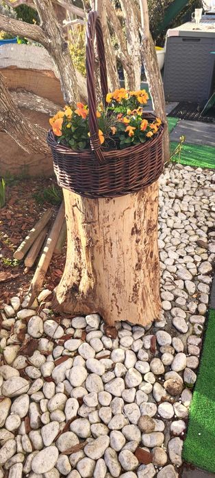 Pieniek z drewna, okorowany.