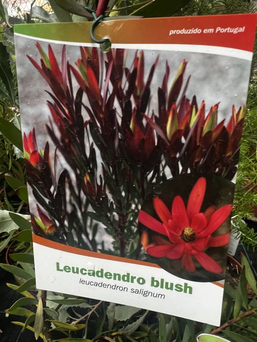 Proteas, banksias, Leucondendron leucospermum e Grevilleas