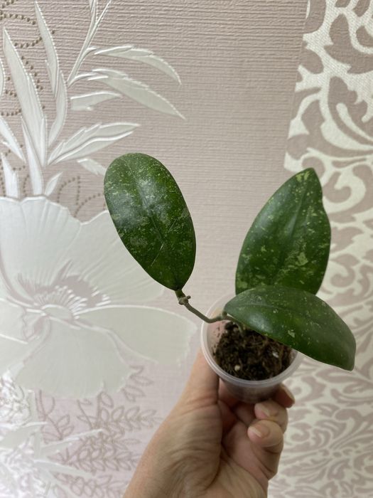 Хойї підрощені сорта різні