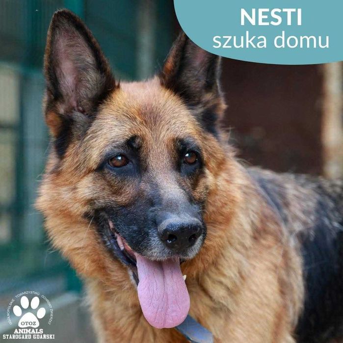 Nesti w typie Owczarka Niemieckiego szuka domu!