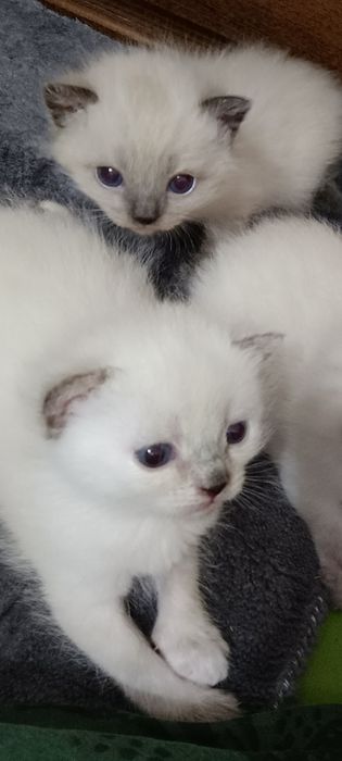 кошеня тайське  сіамське  котик