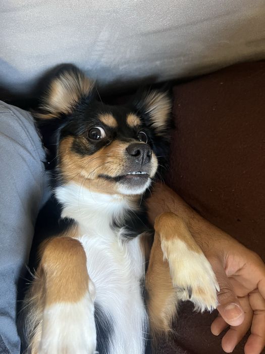 Passeio com caes - Dog walker a partir das 18H