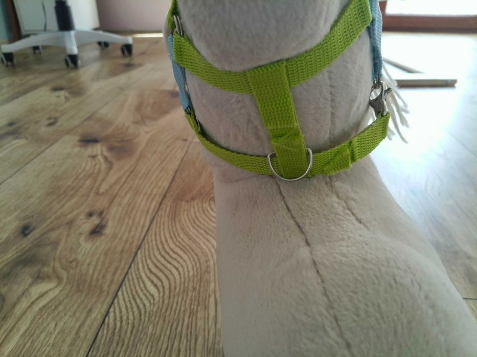 Kantar dla hobby horse A3