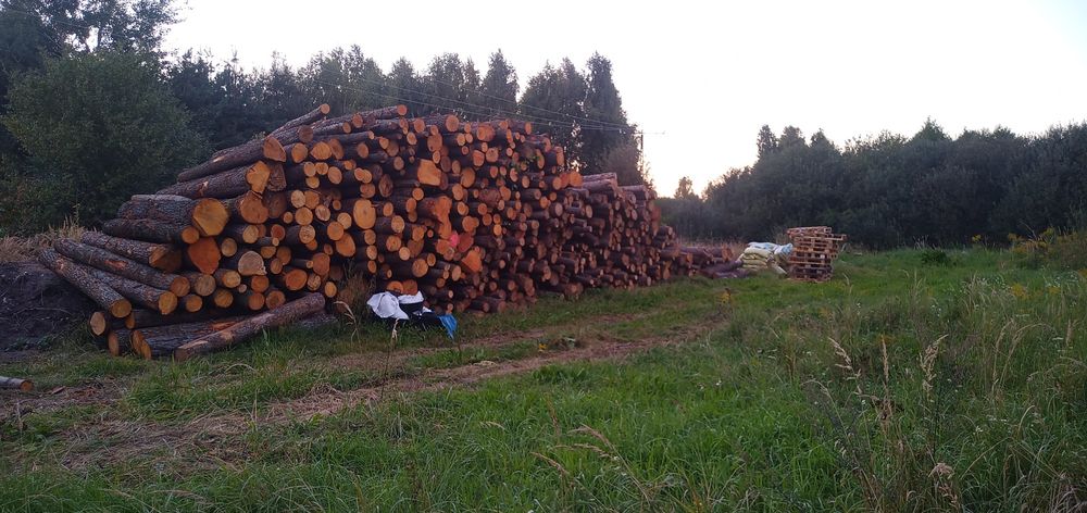 Drewno kominkowe dąb sezonowane brzoza klon olszyna opałowe sosna