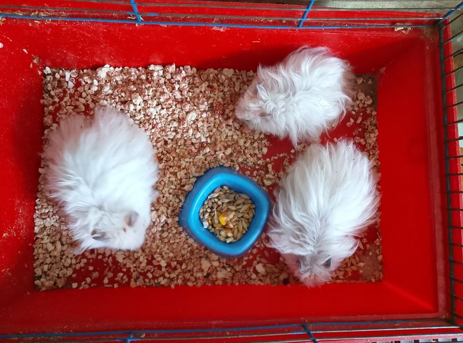 Королевский хомяк