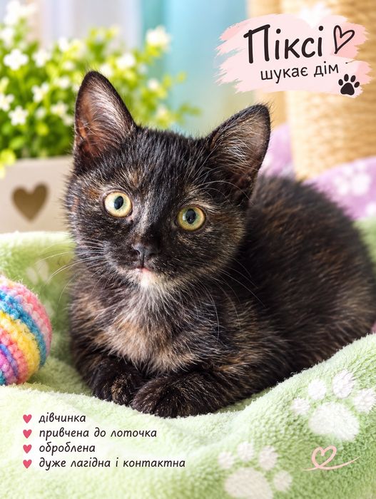 Кошеня    в  пошуку  родини