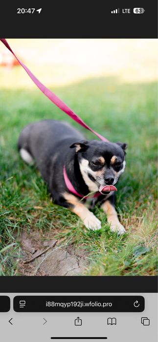 Прилаштовується собака