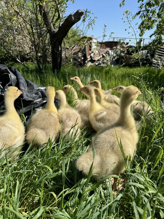 Утята мулард, орвия гуси цыплята