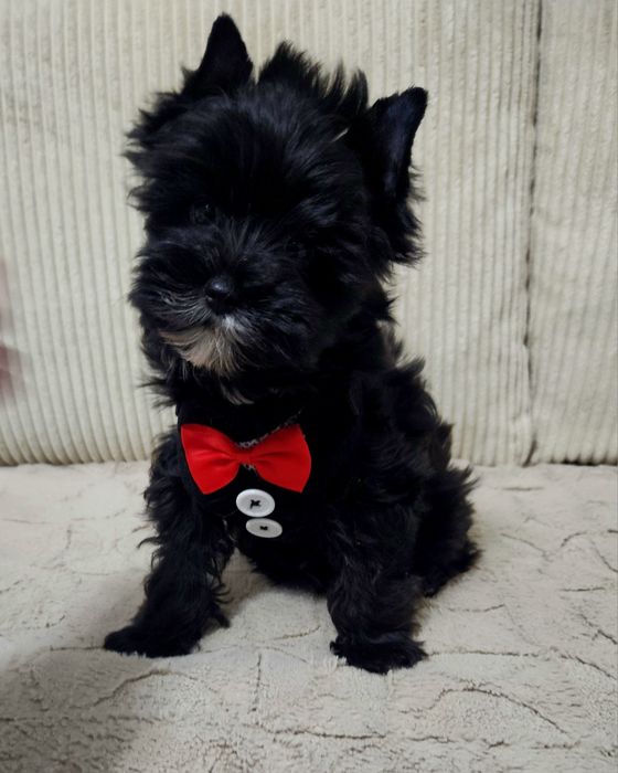 Cudowny Mega Piękny York Black - Cudo z Rodowodem.